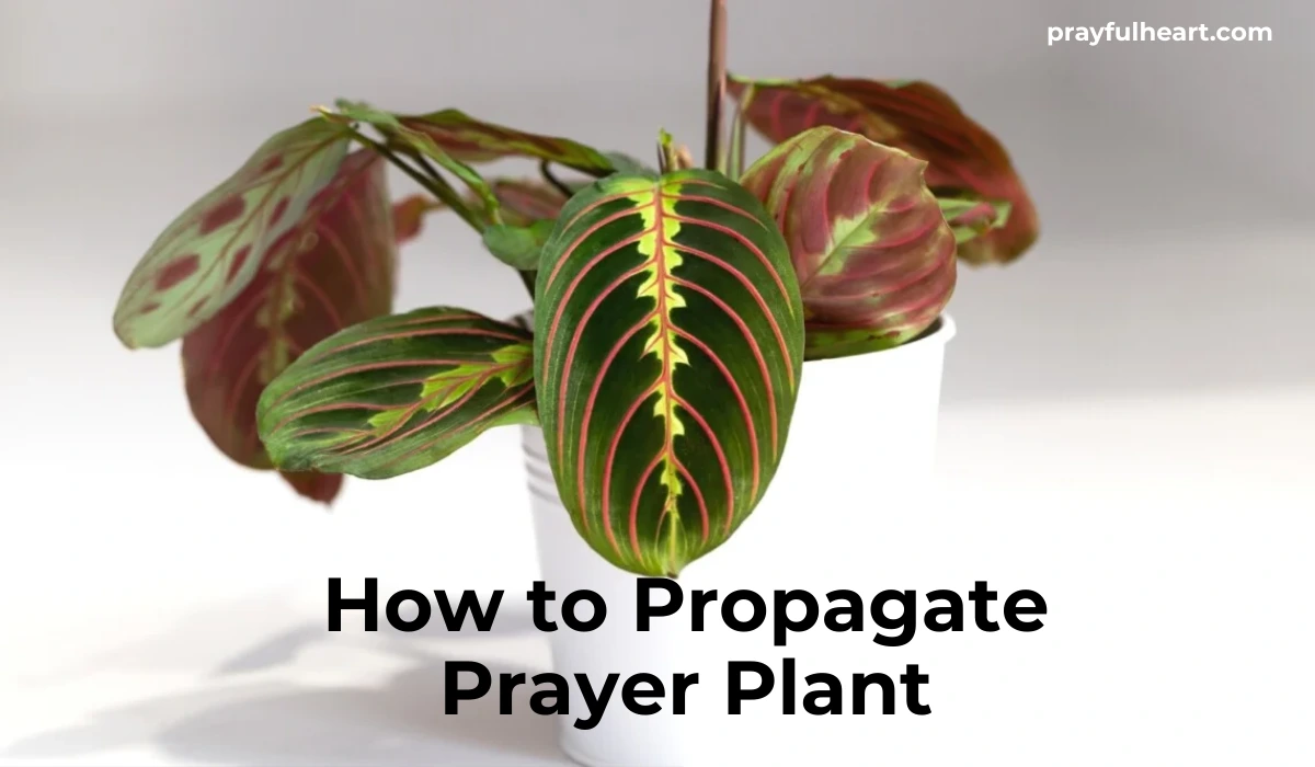 How to Propagate Prayer Plant