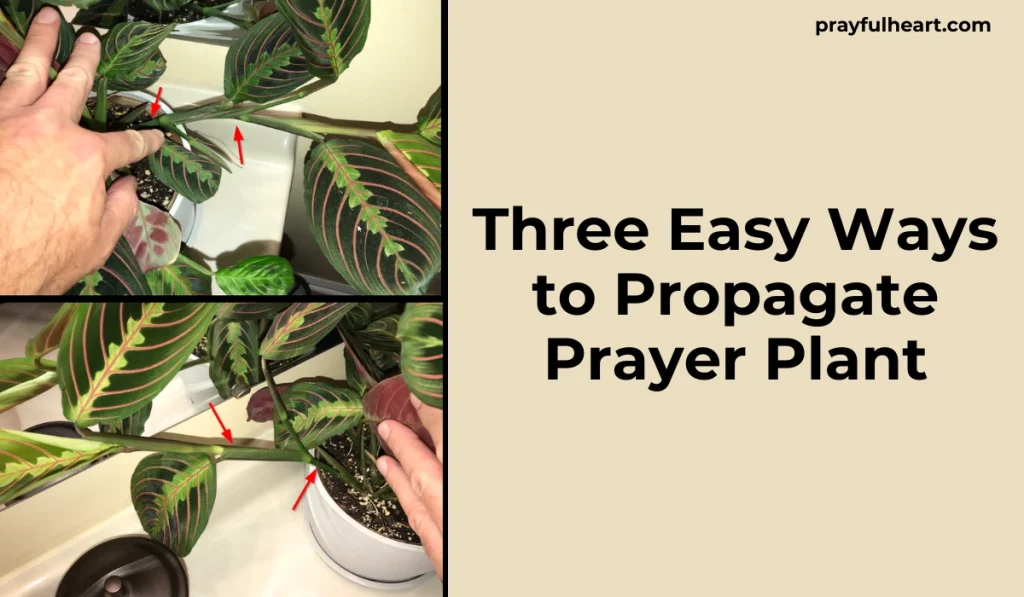 How to Propagate Prayer Plant